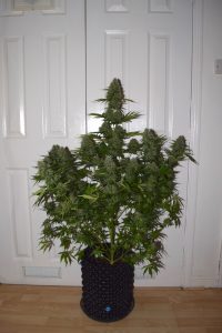 BCN Critical Auto 
