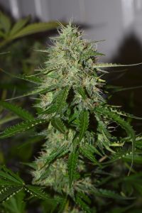 BCN Critical XXL Autoflower