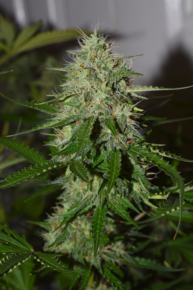 BCN Critical XXL