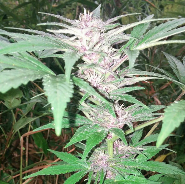 Quality Cannabis Seeds at Fair Prices: How the Seedstockers Philosophy Evolved