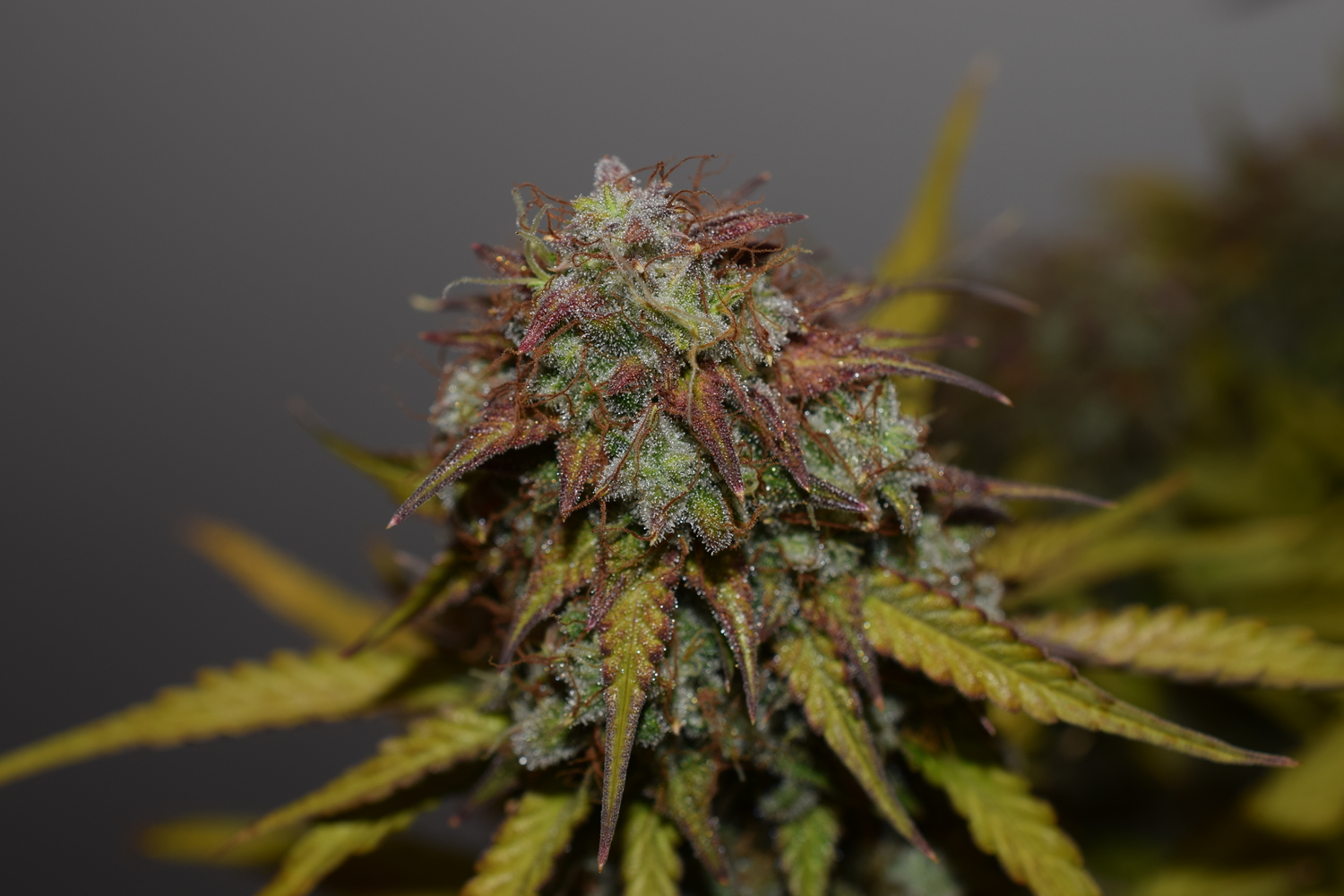 Why Real Grower Feedback Matters in Cannabis Breeding