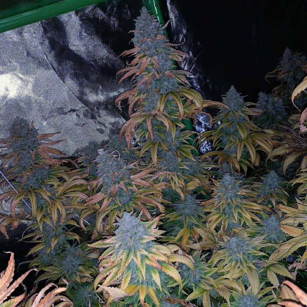 What Makes a Cannabis Variety Worth Releasing?