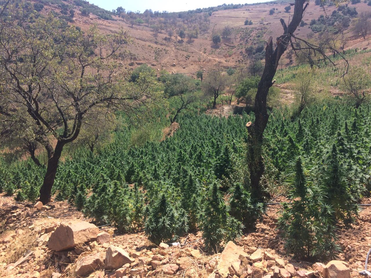 When Cannabis Seeds Make Sense at Scale