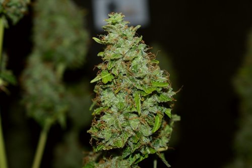 Northern Lights Autoflower Seeds With High THC Review