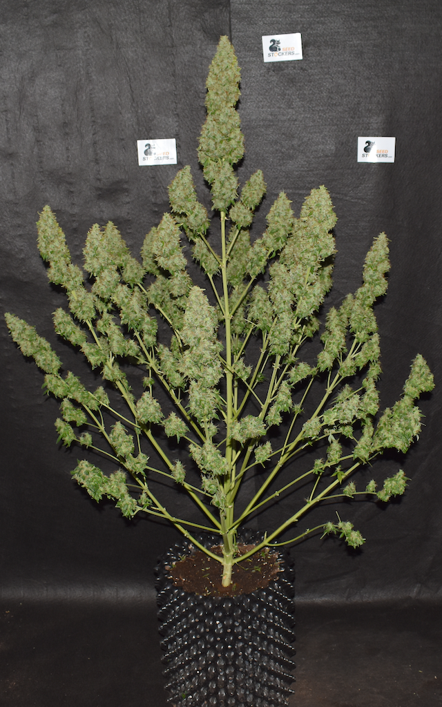 Northern Lights Autoflower Buds Northern Lights Autoflower Buds