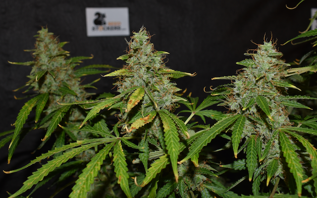 Northern Lights Autoflower Buds Northern Lights Autoflower Buds