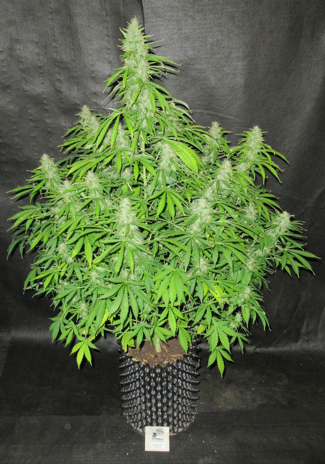 Northern Lights Autoflower Northern Lights Autoflower