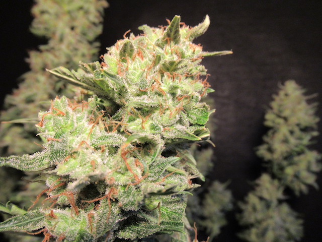 OG Kush Autoflower Buds OG Kush Autoflower Buds.