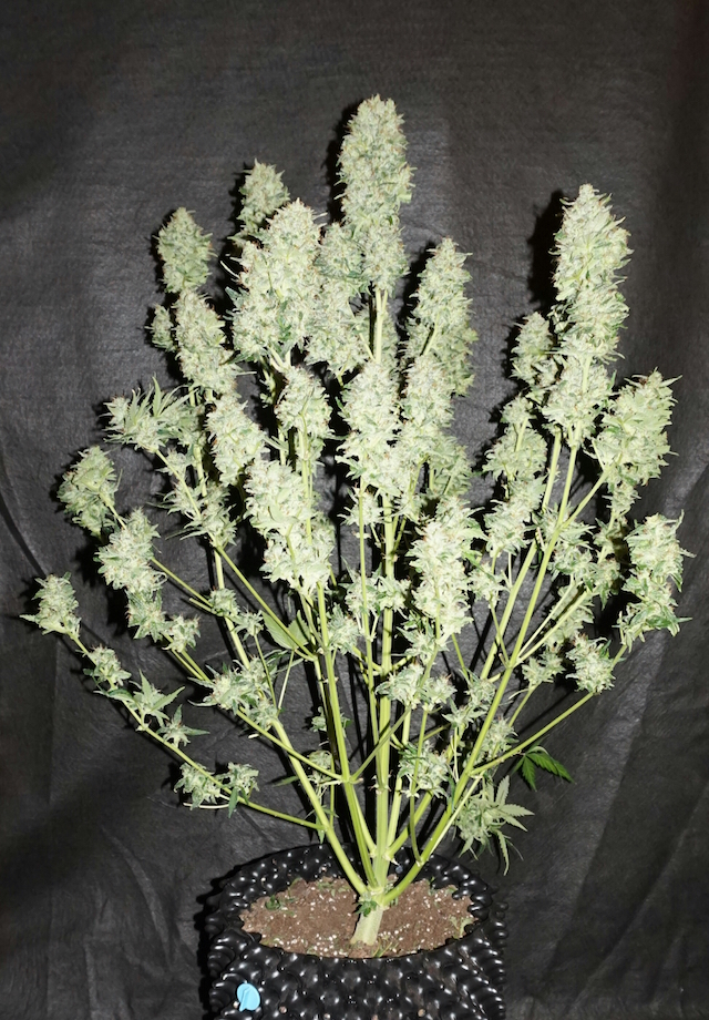OG Kush Autoflower Plant. OG Kush Autoflower Plant.