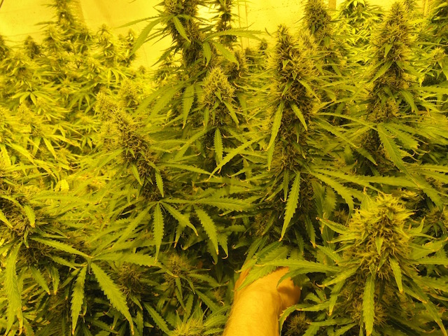 White Widow Auto