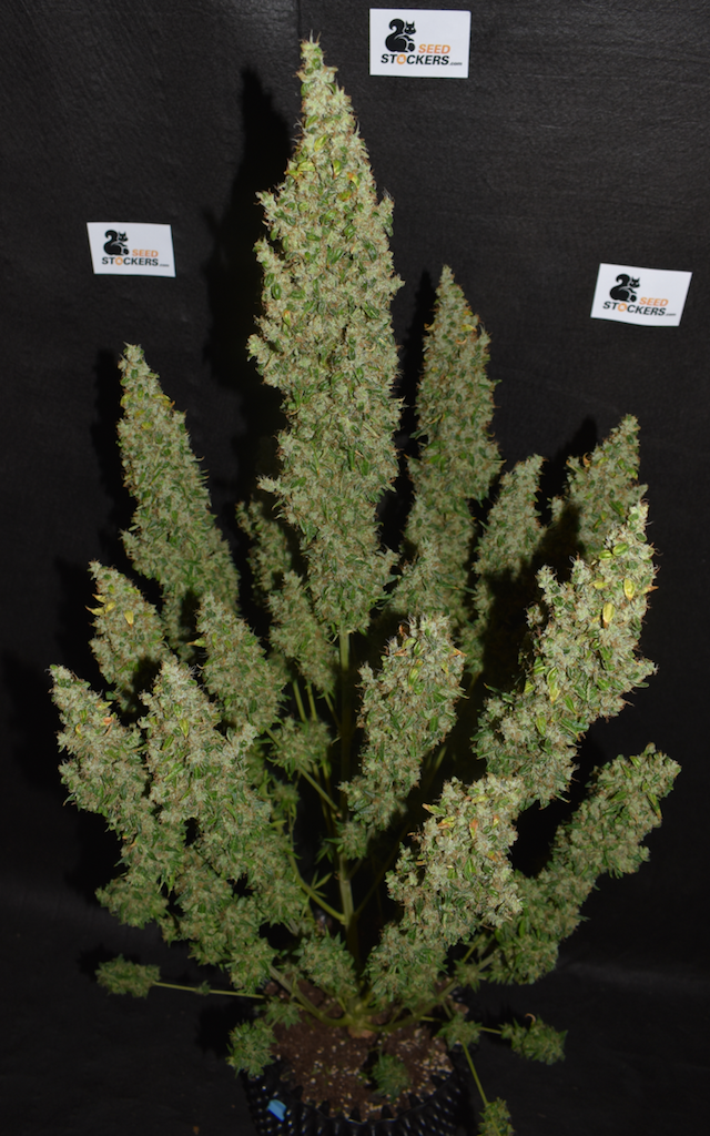 White Widow Auto