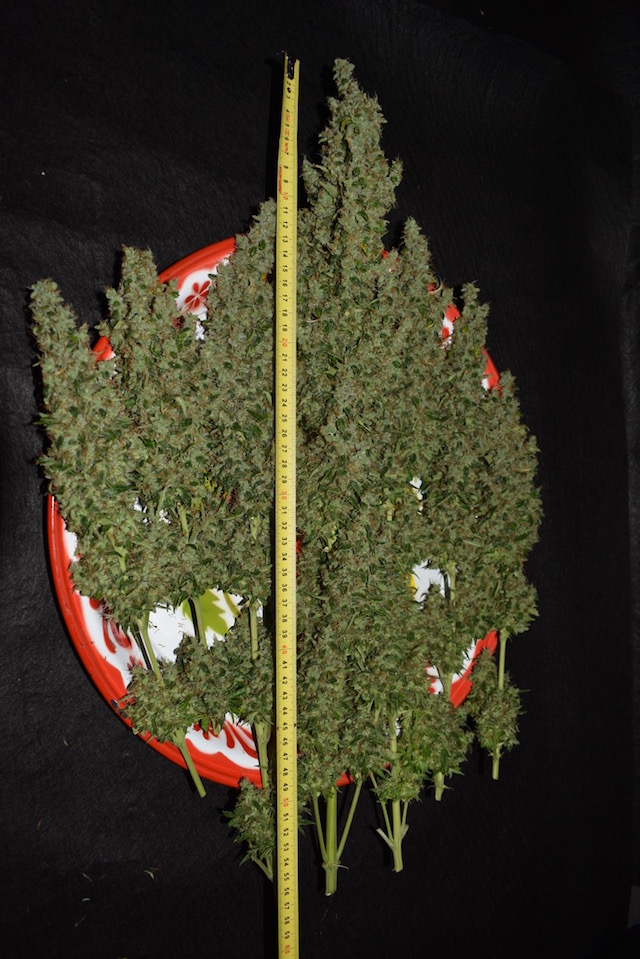 White Widow Autoflower