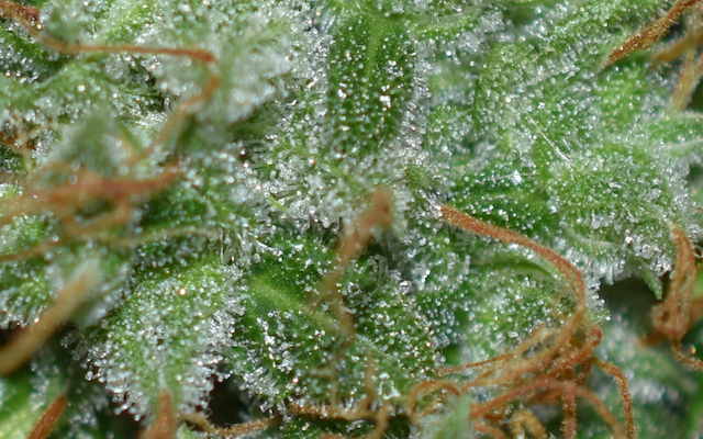extreme resin production as standard with Seed Stockers Northern Lights Auto extreme resin production as standard with Seed Stockers Northern Lights Auto
