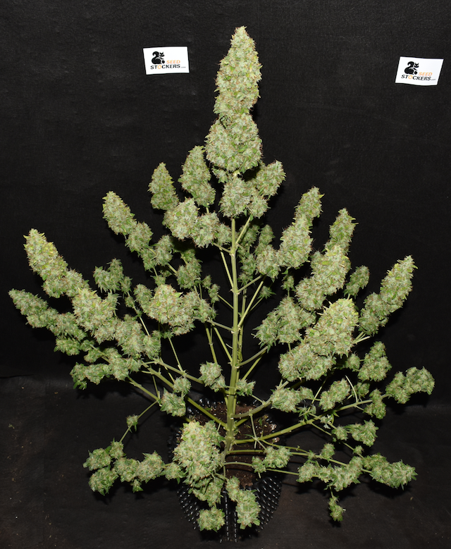 Northern Lights Autoflower Buds Northern Lights Autoflower Buds