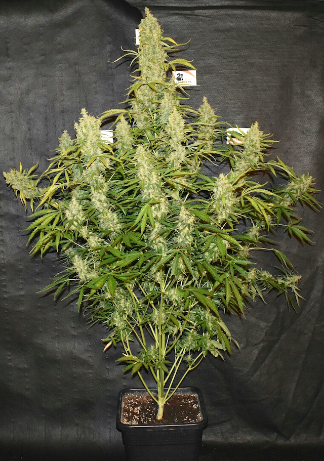 OG Kush Auto OG Kush Auto