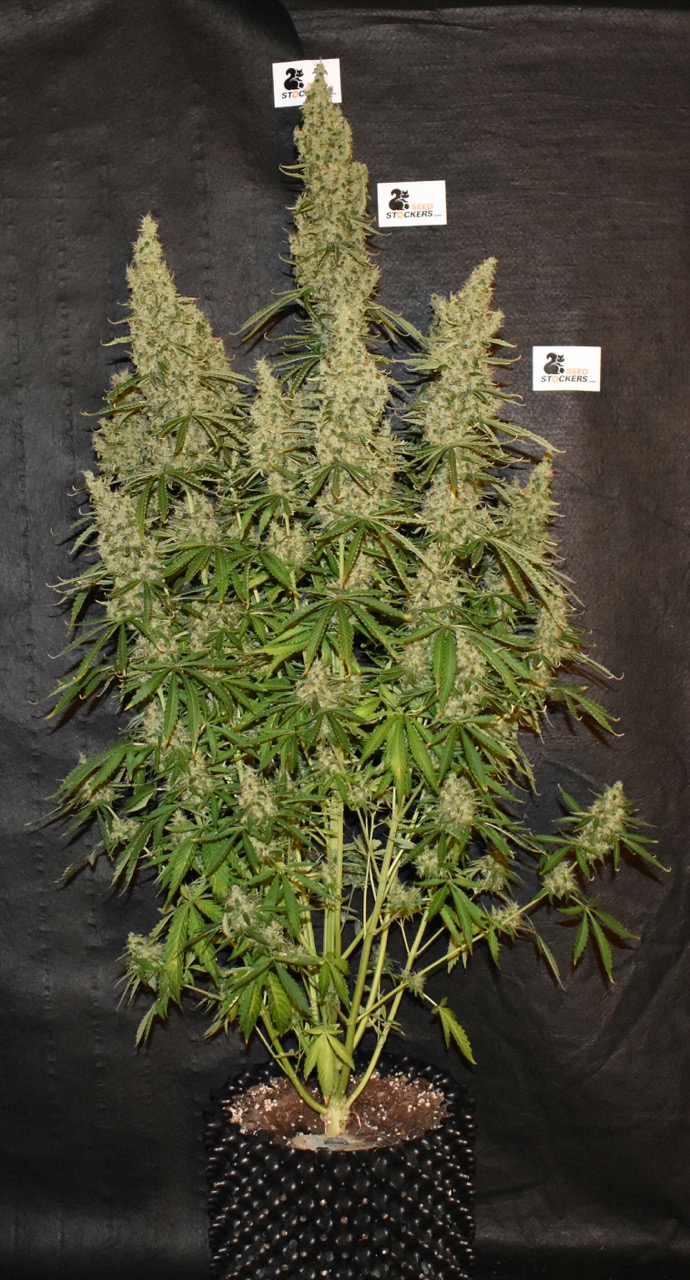 White Widow Auto