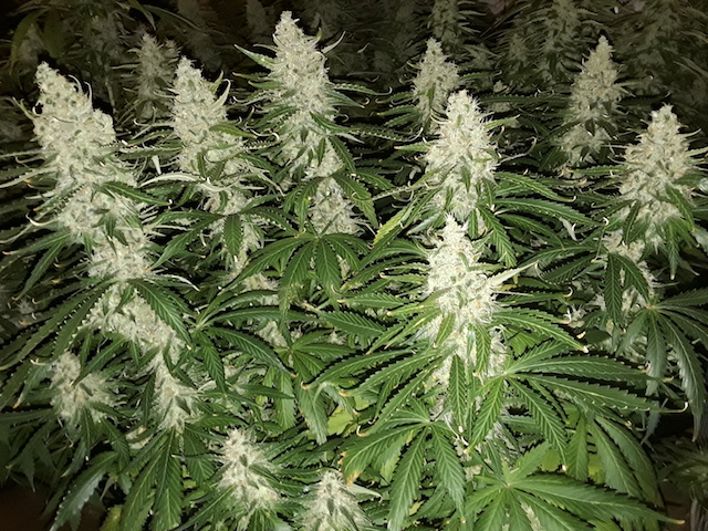 AK420 Autoflower