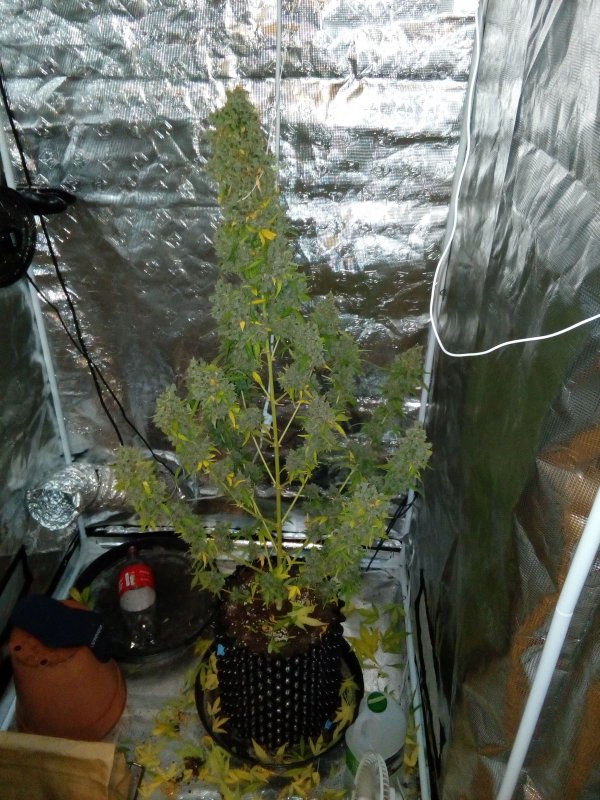 AK420 Autoflower variety