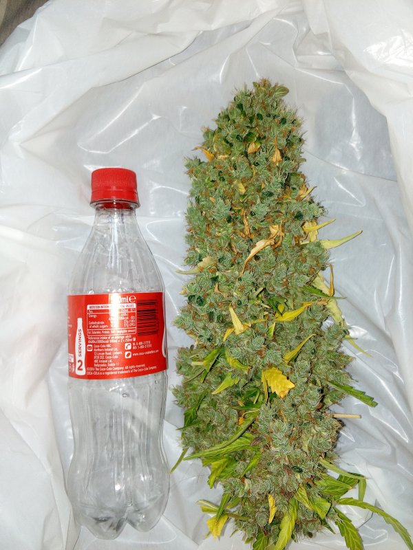 AK420 Autoflower Buds