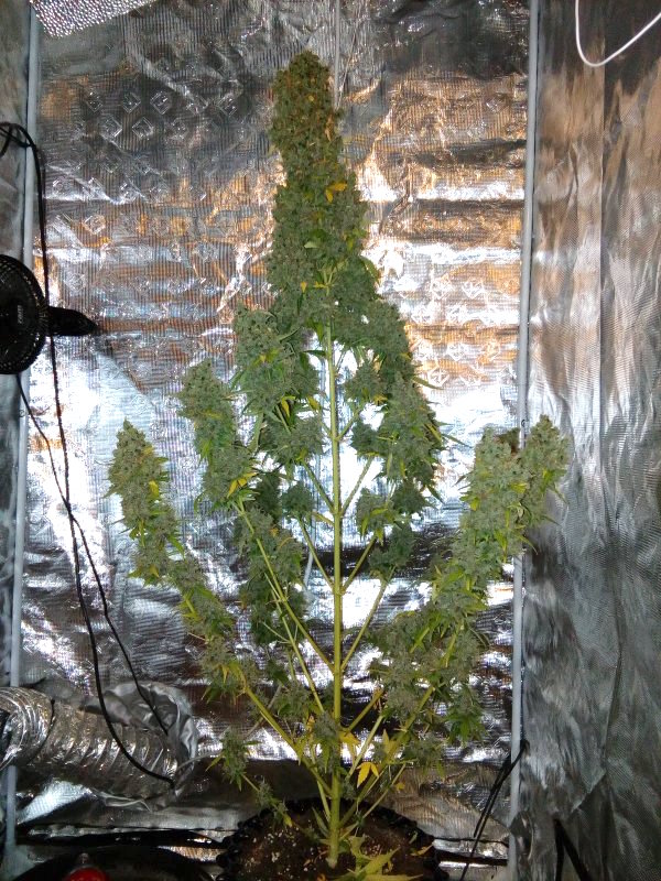 AK420 Autoflower