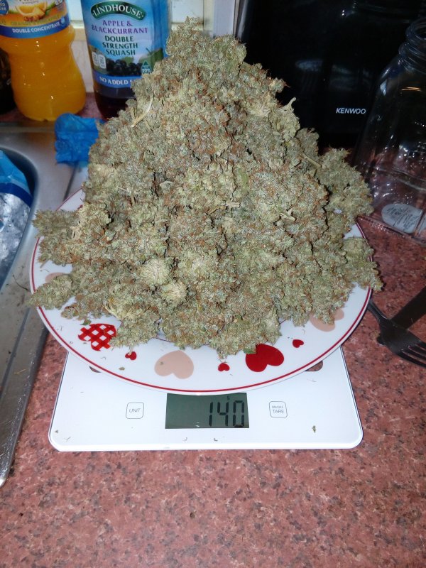 AK420 Autoflower Buds