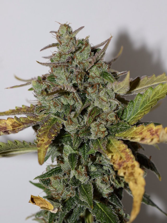 OG Candy Dawg Kush autoflower