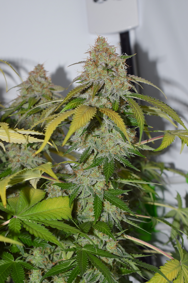 Seedstockers AK420 Autoflower