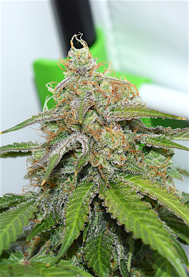 Seedstockers AK420 Autoflower
