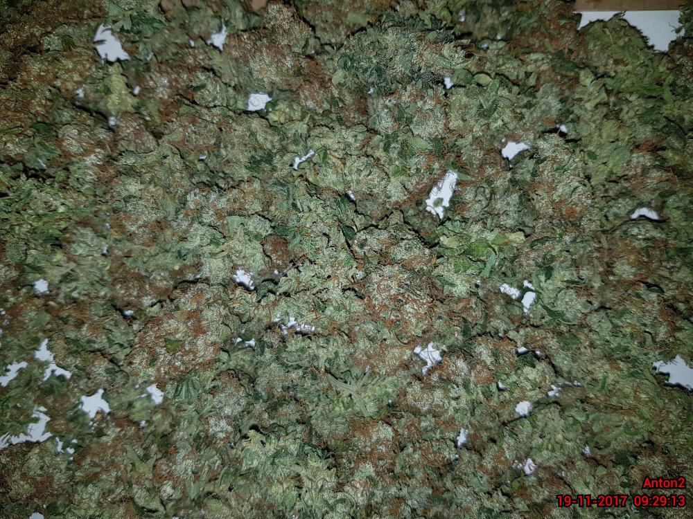 Cultivo de Semillas Autoflorecientes XXL BCN Critical en Interior con Fibra de Coco y Luces LED