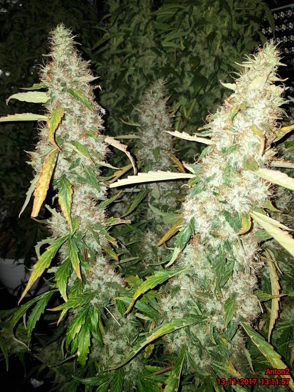 BCN Critical XXL Autoflower BCN Critical XXL Autoflower