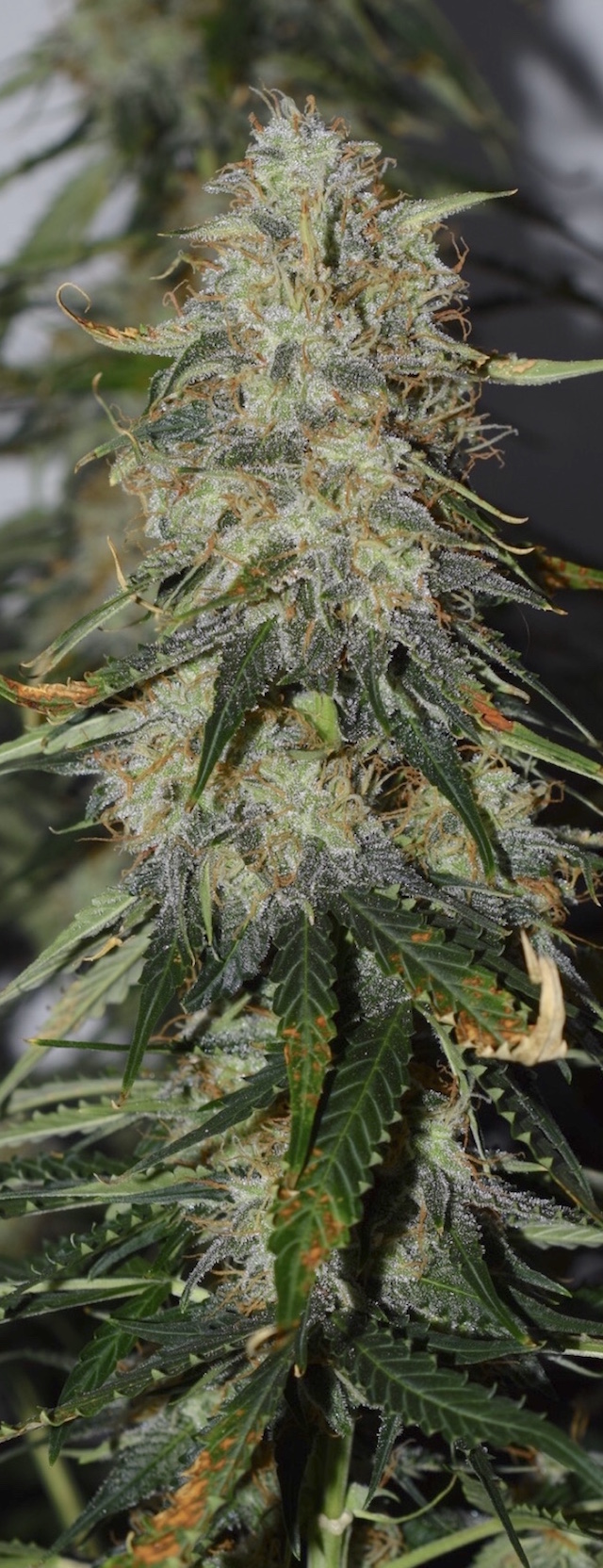 northern lights auto grow diary