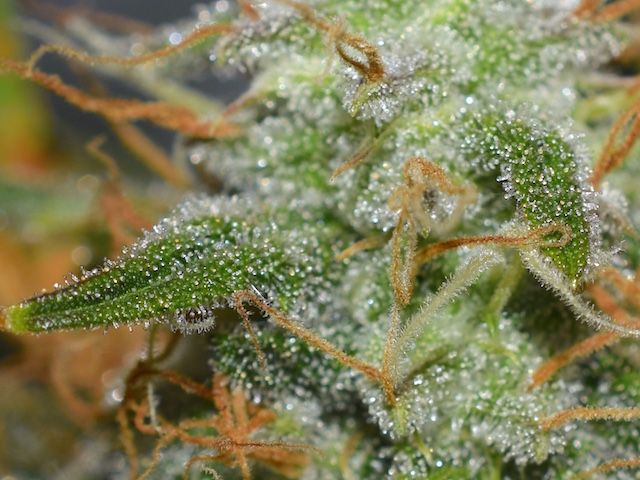 northern lights auto