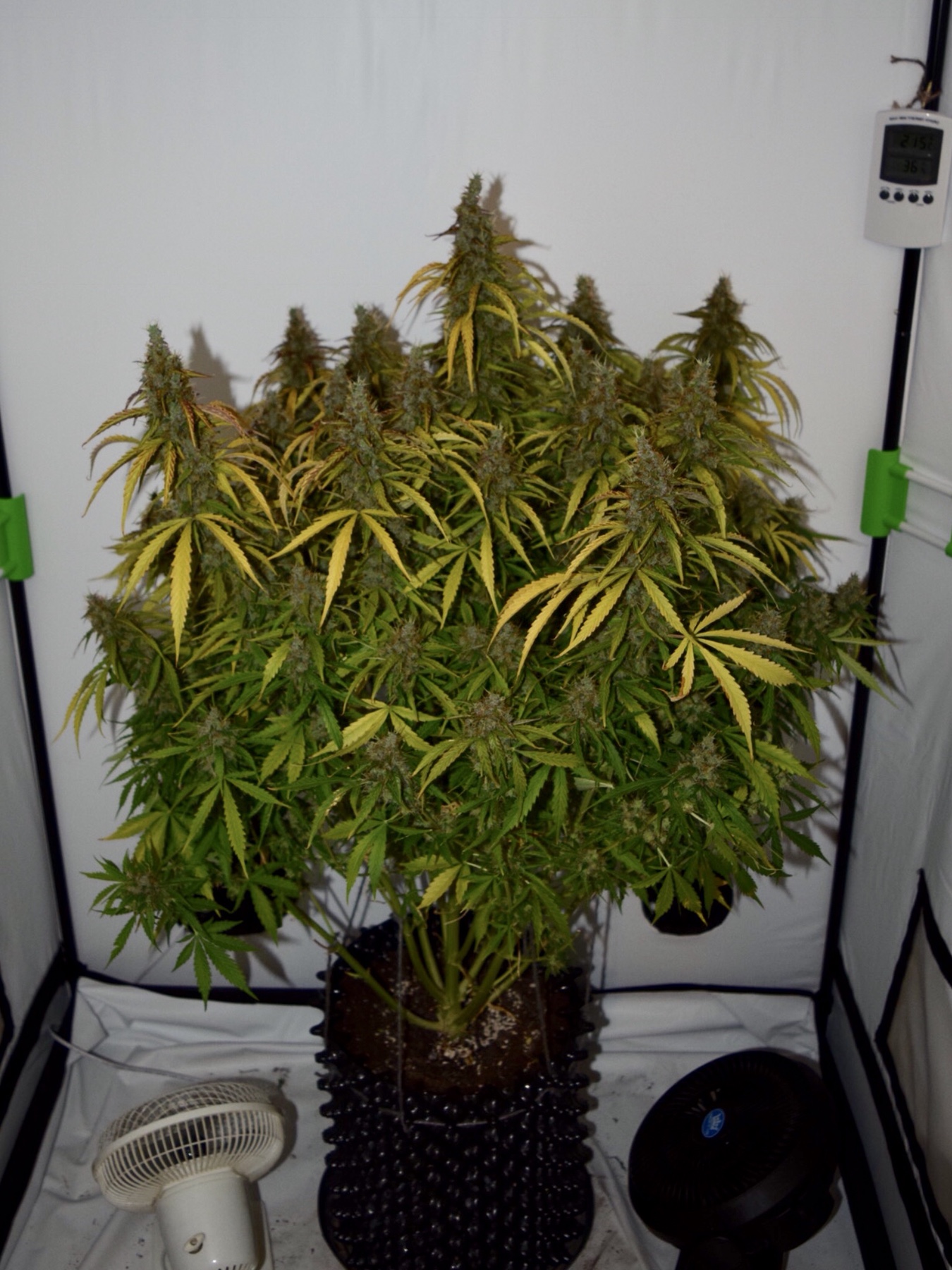 Big Bud Autoflower Big Bud Autoflower