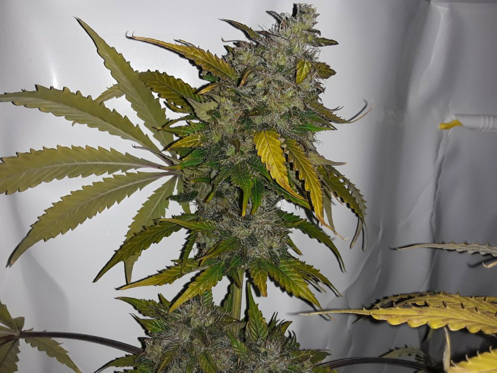 Big Bud Autoflower Feminized Seeds THC Rich Review