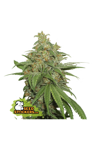 ak420-autoflower