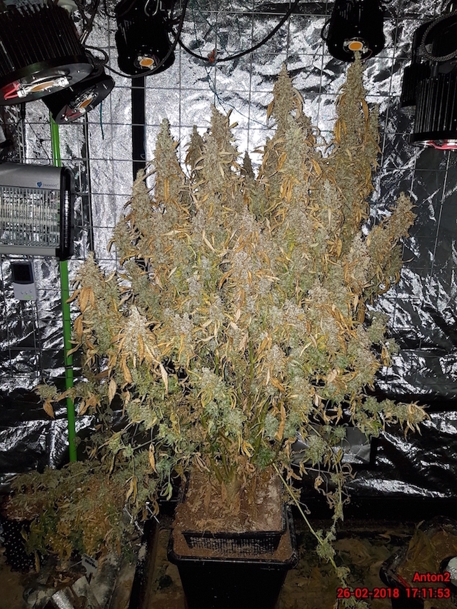 AK420 Autoflower