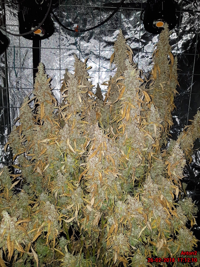 AK420 Autoflower seeds