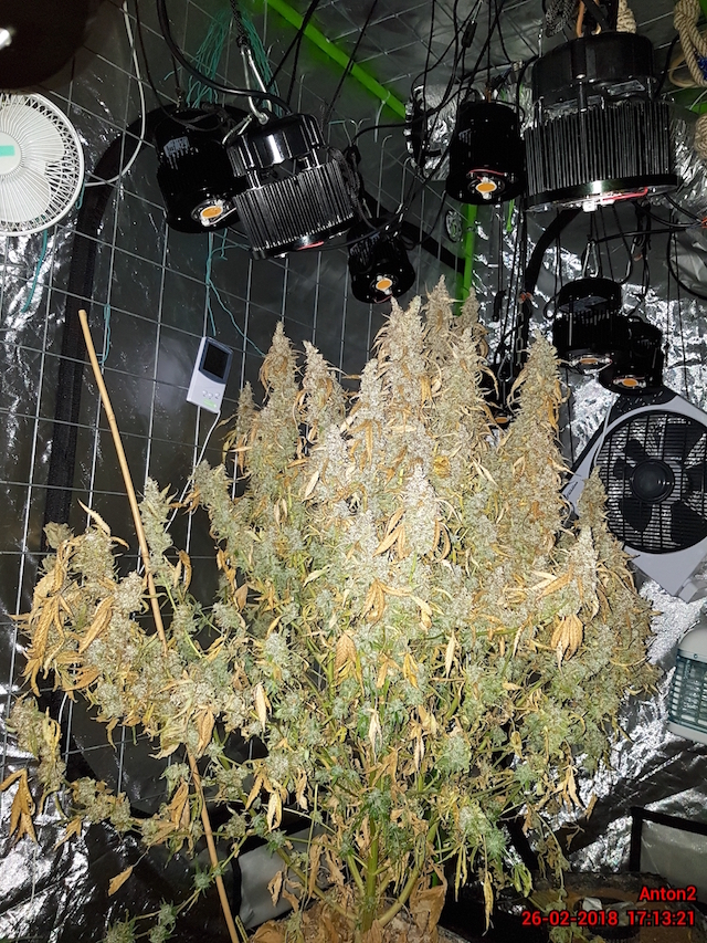 AK20 Autoflower grown