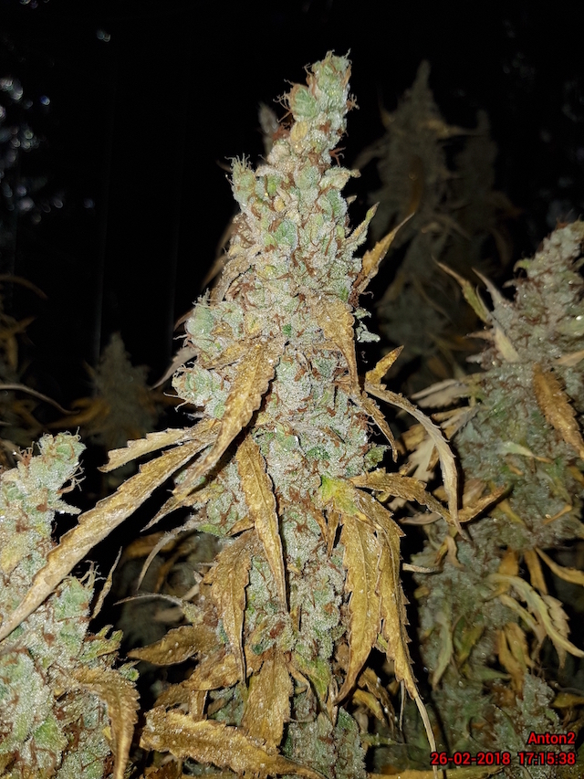 AK420 Autoflower Buds