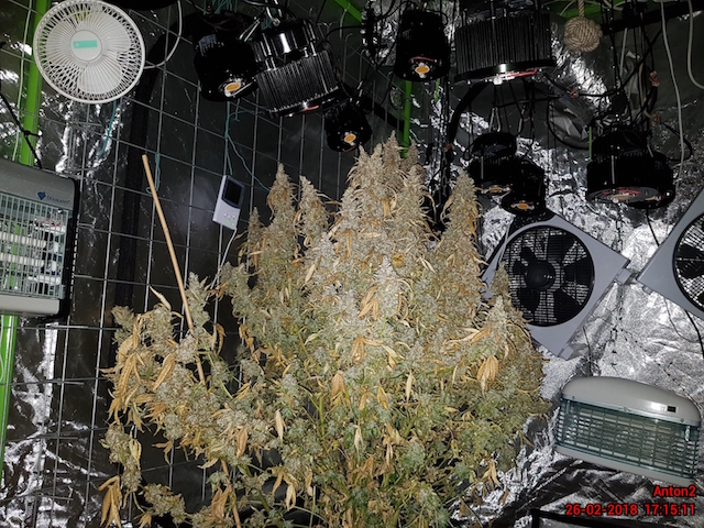 AK420 Autoflower