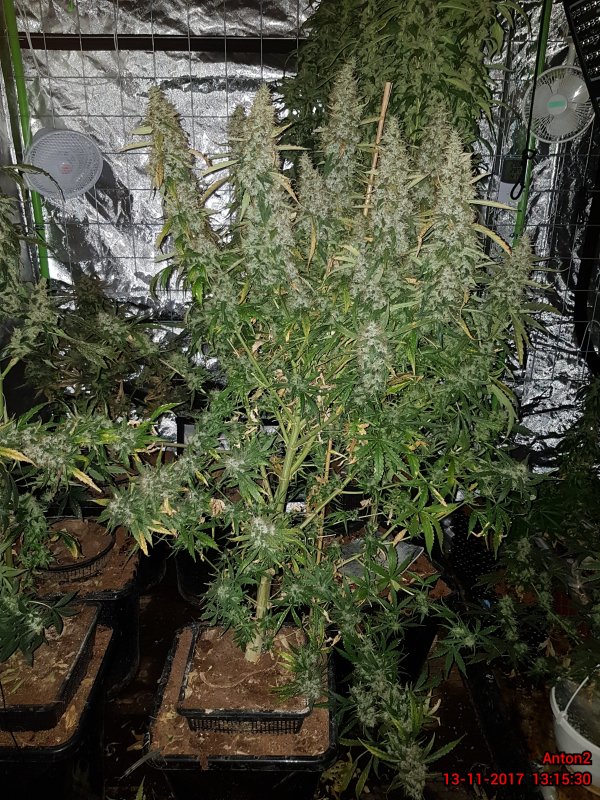 Fácil de cultivar con cosechas XL, BCN Critical XXL Autofloreciente bcn-critical-xxl-autofloreciente-indoors