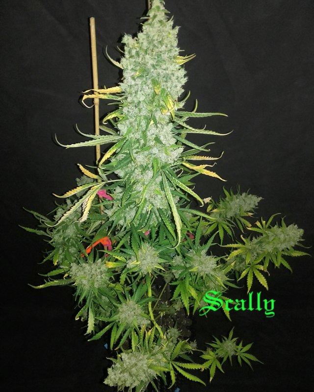 og candy dawg kush genetics