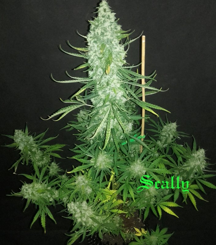 OG Candy Dawg Kush Autoflower