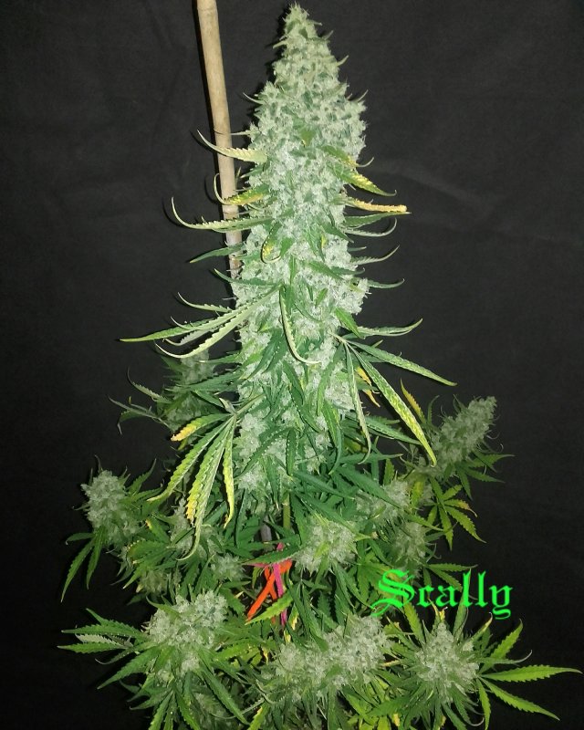 Planta OG Candy Dawg Kush 