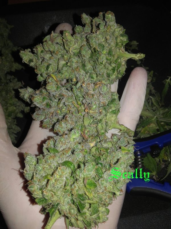OG Candy Dawg Kush Buds