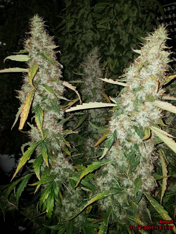 bcn-critical-xxl-autofloreciente-plantas bcn-critical-xxl-autofloreciente-plantas