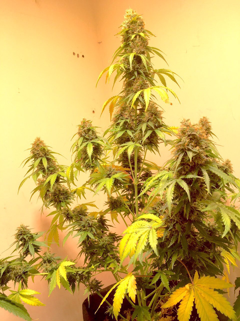 AK420 Autoflower seeds grown indoors AK420 Autoflower seeds grown indoors