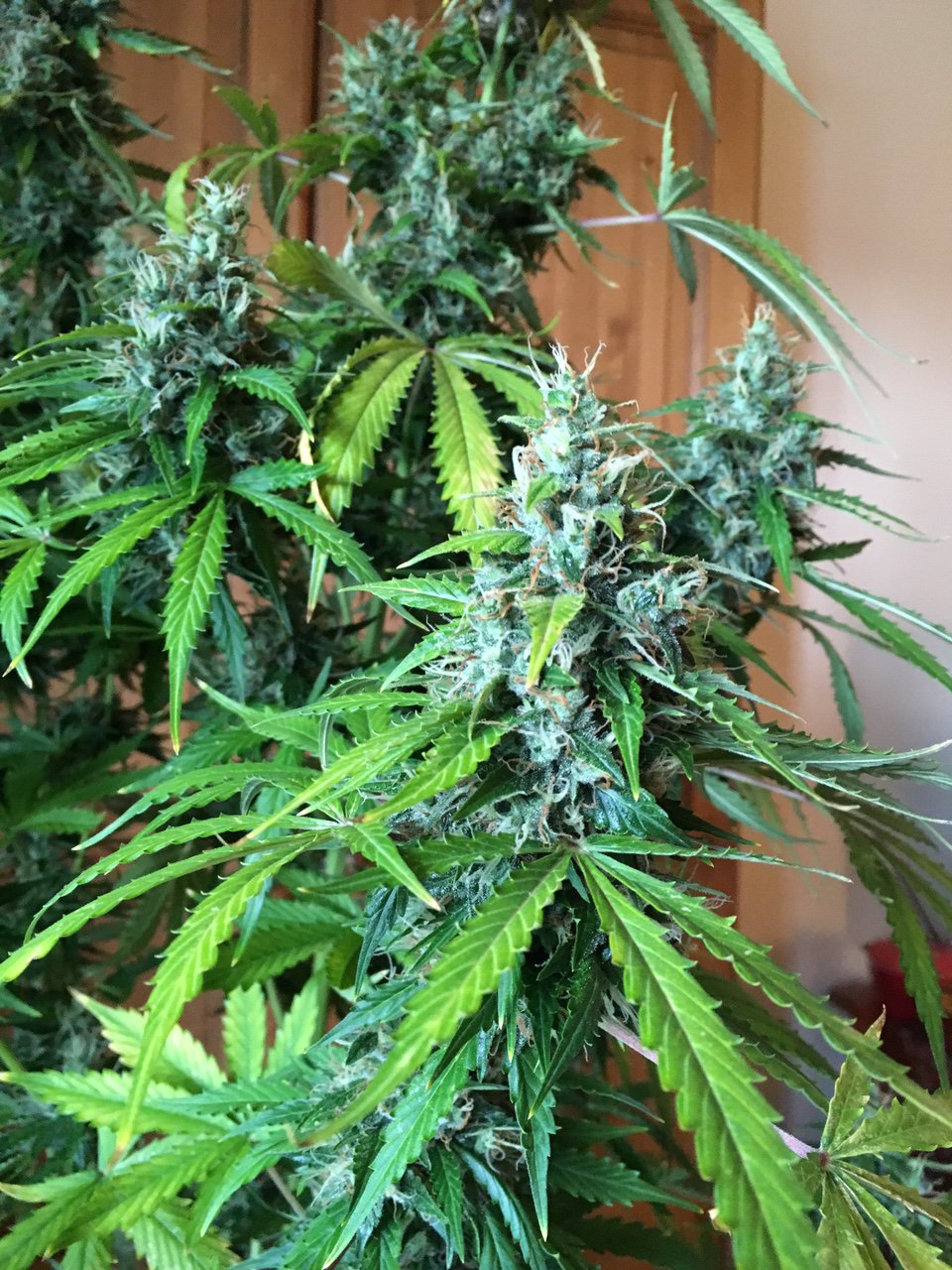 AK420 Autoflower buds AK420 Autoflower buds