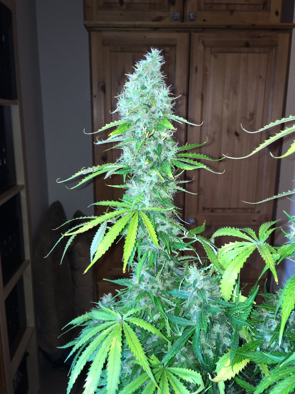 AK420 Autoflower grown indoors AK420 Autoflower grown indoors