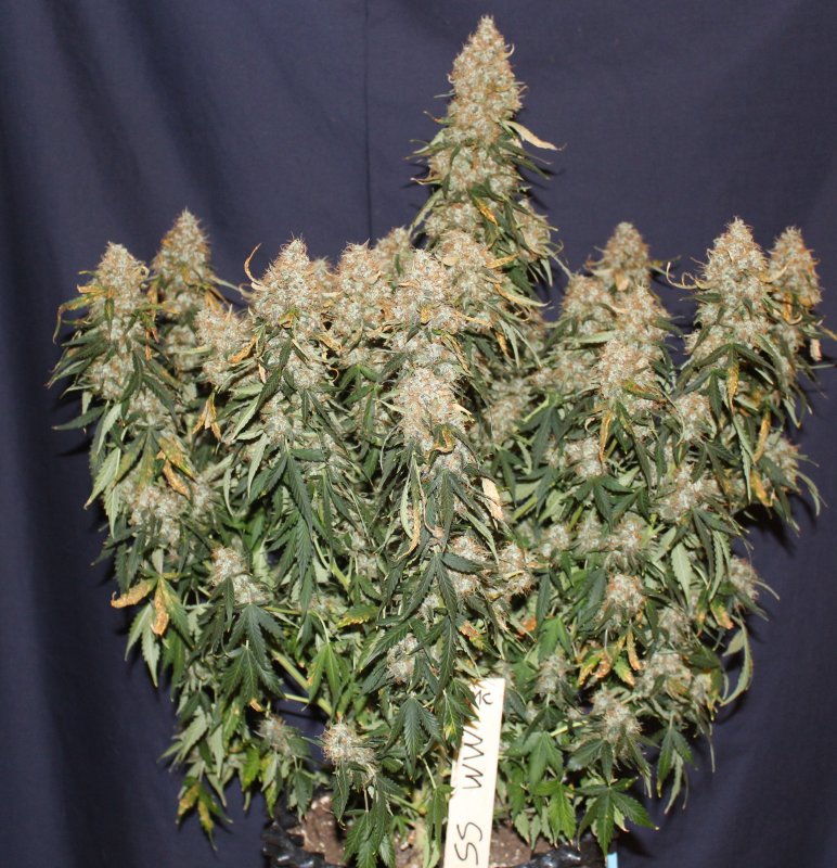 White Widow Autoflower